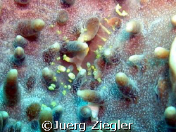 Do you know me ? - Ghostshrimp -

Mataking Island, Saba... by Juerg Ziegler 
